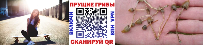 Купить закладки  Жуков  Галлюциногенные грибы мухоморы 